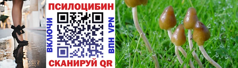 где купить наркотик  Мичуринск  Псилоцибиновые грибы мицелий 